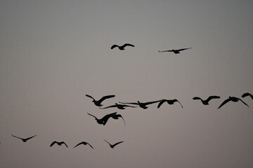 Flock of Geese in a Gray Sky