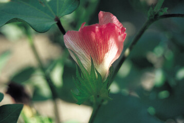 Olive tree with young fruits. High quality photo. Selective foot