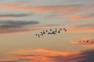 Geese Flying in a Sunset Sky