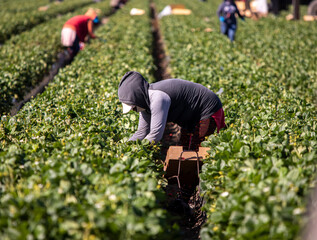 agribiz, agribusiness, agricultural, agriculture, california, covid-19, crop, environment, farm, farm equipment, farm worker, farm workers, farmer, farming, farmworkers, field, field worker, food, foo