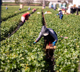 agribiz, agribusiness, agricultural, agriculture, california, covid-19, crop, environment, farm, farm equipment, farm worker, farm workers, farmer, farming, farmworkers, field, field worker, food, foo