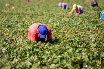 Farm workers in  a field during harvest