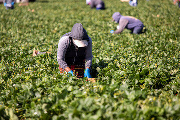 farm workers, agricultural, agribusiness, migrant, man, farmworkers, mexican, california, worker,...