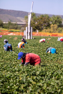 Farm Workers, Agricultural, Agribusiness, Migrant, Man, Farmworkers, Mexican, California, Worker, Laborer, Labor, Undocumented, Latino, Harvest, Hispanic, Naturalization, Immigration, Mexican-american