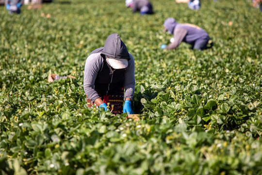 farm workers, agricultural, agribusiness, migrant, man, farmworkers, mexican, california, worker, laborer, labor, undocumented, latino, harvest, hispanic, naturalization, immigration, mexican-american