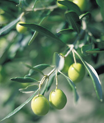 Olive tree with young fruits. High quality photo. Selective foot