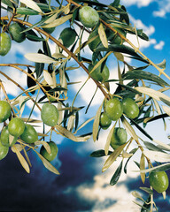 Olive tree with young fruits. High quality photo. Selective foot