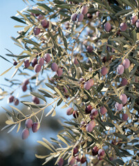 Olive tree with young fruits. High quality photo. Selective foot