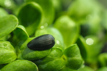 Sunflower microgreen. Seed shell on a sprout close up. Home gardening. Healthy food and vegan concepts. Seed germination at home. Green living concept. Organic food. Microgreens as a health benefit.