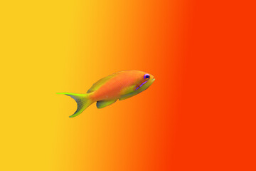 Lyretail Anthias Coralfish - (Pseudanthias squamipinnis)