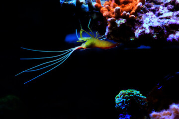 Red skunk cleaner shrimp - Lysmata Amboinensis