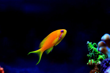 Lyretail Anthias Coralfish - (Pseudanthias squamipinnis)