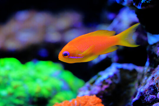 Lyretail Anthias Coralfish - (Pseudanthias squamipinnis)