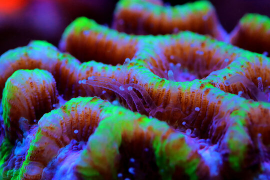 Maze Brain LPS Coral - Platygyra sp.