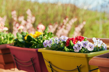Colorful flowers growing in boxes hanging on balcony fence