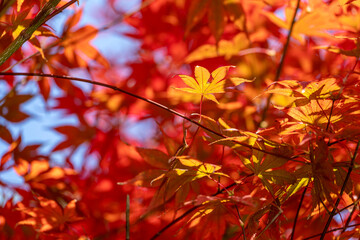 Leaves that turn red in autumn