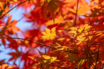 Naklejka na ściany i meble Leaves that turn red in autumn