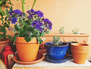 Purple Senetti Pericallis flower growing in a pot on balcony