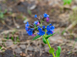 Image of little blue flowers in a spring forest