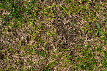 Background image of young green grass top view