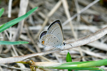 タイワンツバメシジミ（沖縄県・石垣島）
