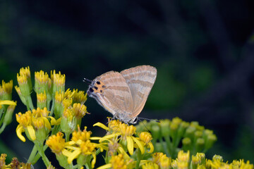 Fototapeta premium 吸蜜するトラフシジミ（北海道・上川町） 
