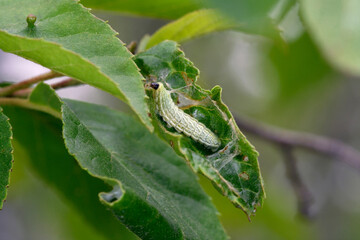 ミドリシジミの幼虫（北海道・鶴居町）
