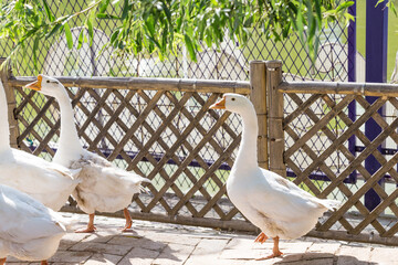 The goose at the zoo