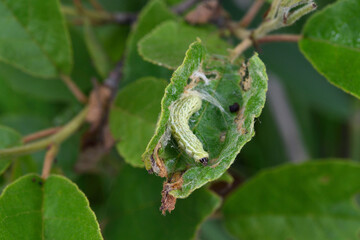 ミドリシジミの幼虫（北海道・鶴居町）
