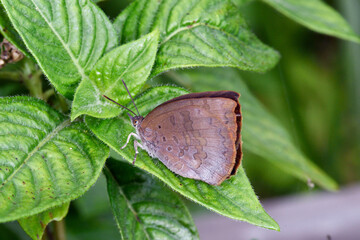 ムラサキシジミ（沖縄県・石垣島）
