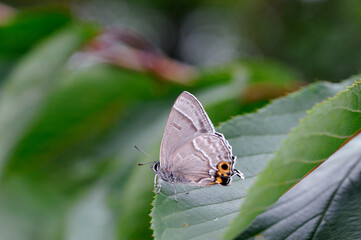 翅を閉じたメスアカミドリシジミ（北海道・鶴居村）

