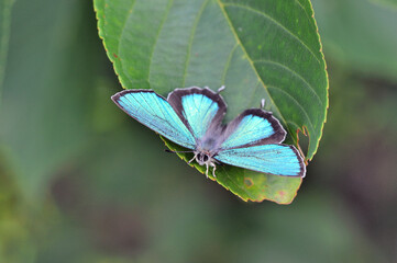 翅を開いたメスアカミドリシジミの雄（北海道・鶴居村）

