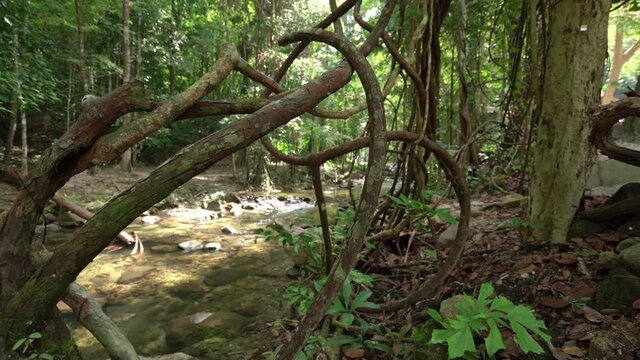 camera dolly slider shot close up liana vines line around a tree in tropical rainforest near the river waterfall