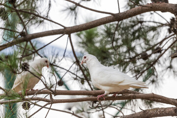 Lovely pigeons at the zoo