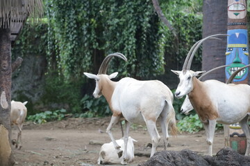 Oryx dammah is a species of Oryx that was once widespread in North Africa.