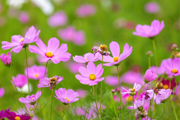 Fototapeta premium Cosmos blooming in the park