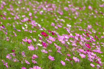 Obraz premium Cosmos blooming in the park