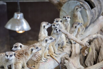 herd of meerkats on the tree