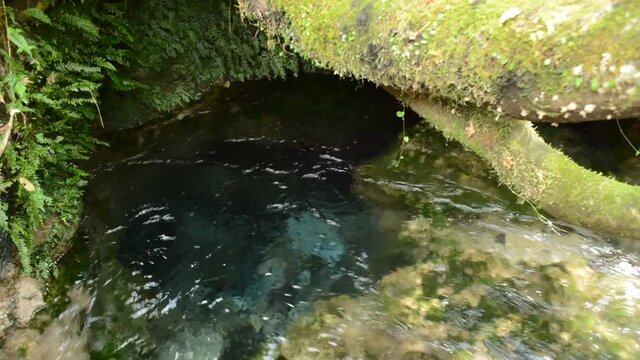 木の下から湧き出る大出水の湧水