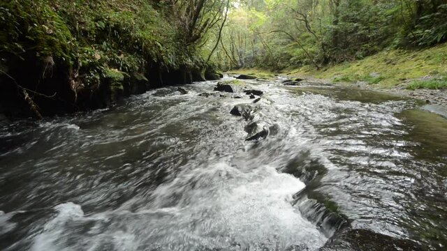 森の下を流れる川の水面