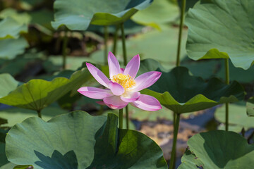 Obraz premium Lotus blossoms in the pond