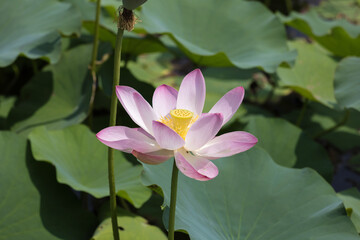 Lotus blossoms in the pond