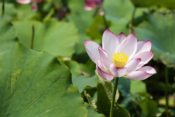 Obraz premium Lotus blossoms in the pond
