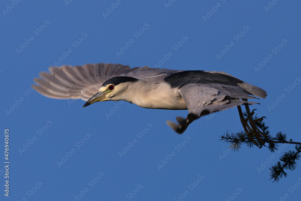 Poster Juvenile black-crowned night heron flying, seen in the wild in North California