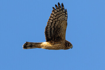 Extremely close view of a male  hen harrier (Northern harrier)  perched, seen in the wild in North California