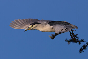 Juvenile black-crowned night heron flying, seen in the wild in North California