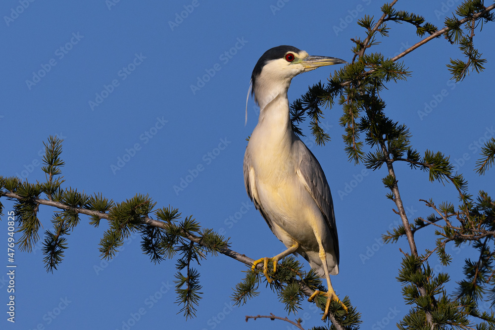 Poster Juvenile black-crowned night heron perched , seen in the wild in North California