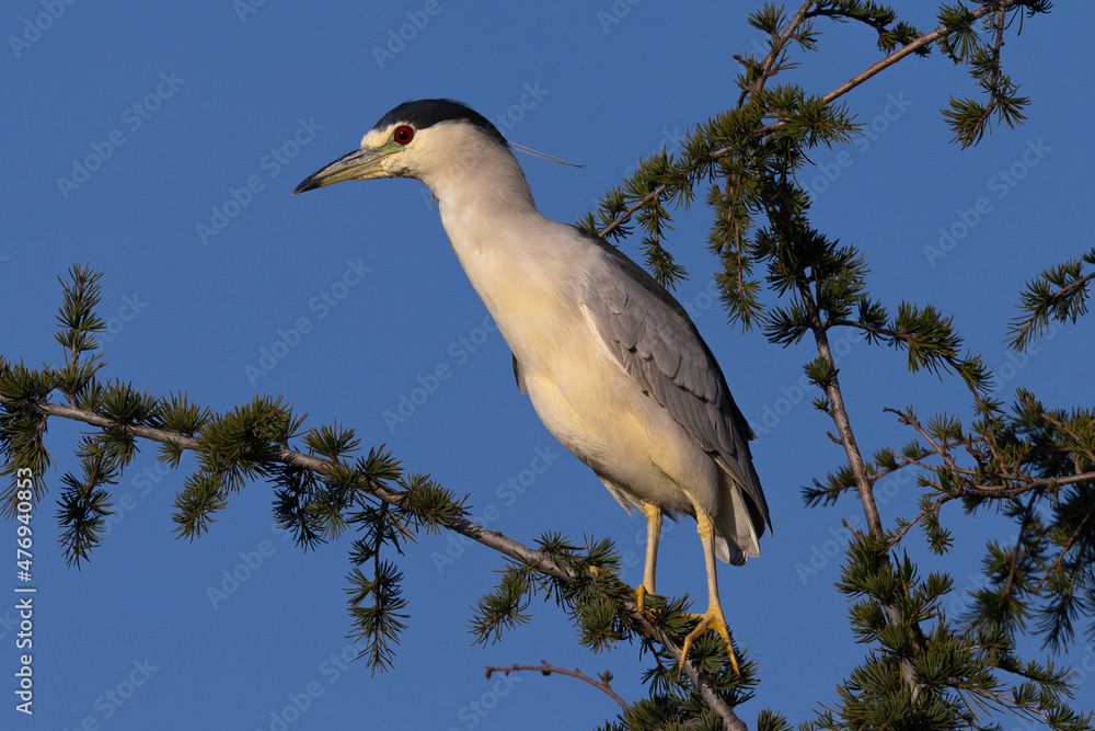 Poster Juvenile black-crowned night heron perched , seen in the wild in North California