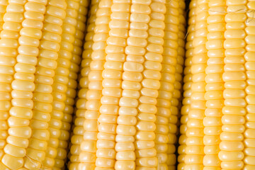close up of fresh corn cobs background