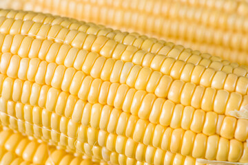 close up of fresh corn cobs background